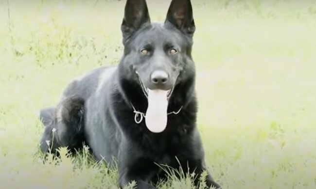 Hund. Quelle: Screenshot YouTube