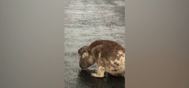 Koala. Quelle: Youtube Screenshot