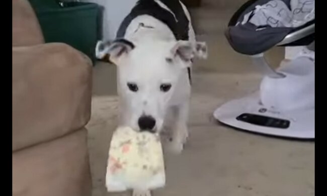 Vierbeinige Helferin. Quelle: Screenshot YouTube