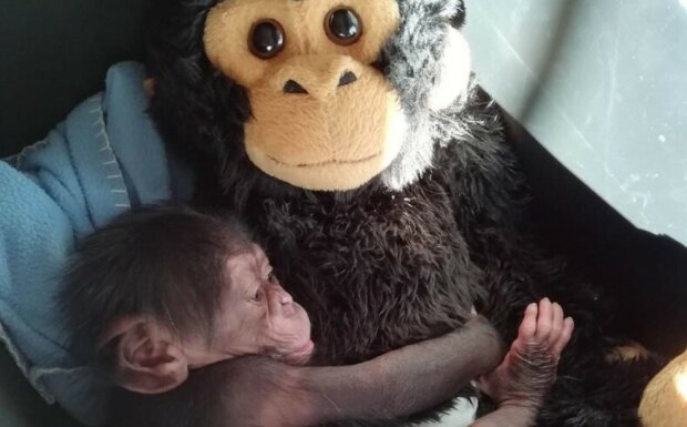 Ein Kuscheltier ersetzte dem verlassenen Schimpansenbaby die Mutter und rettete ihm das Leben