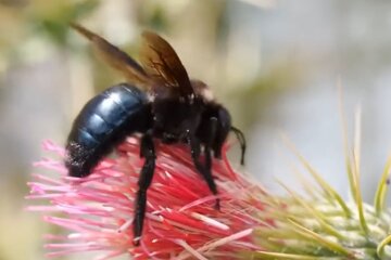 Wunder der Natur. Quelle: Screenshot YouTube