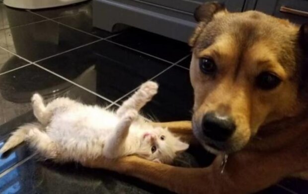 Der Hund fand Kätzchen auf der Straße und wurde ihr "Adoptivvater"
