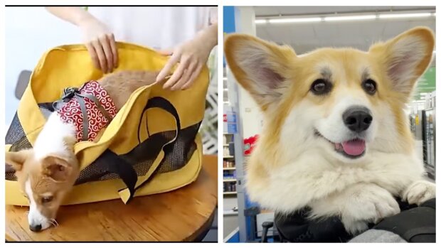 Hunde in der Tasche beim Einkaufen. Quelle: life.nv.сom