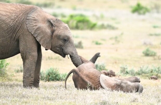 Familienidylle: Der ältere Bruder kitzelt ein Elefantenbaby