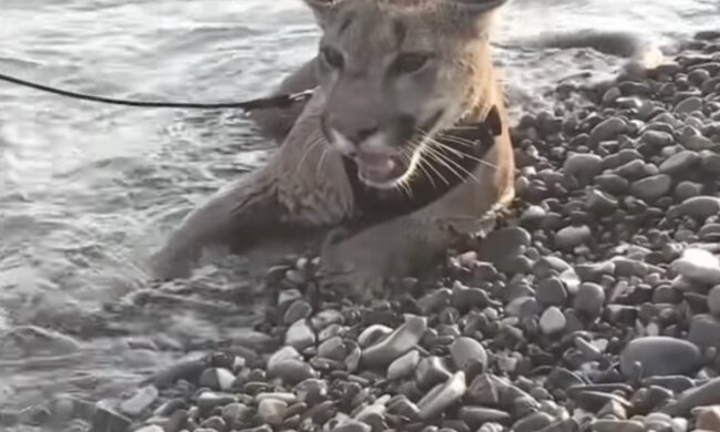 Puma.  Quelle: laykni.com