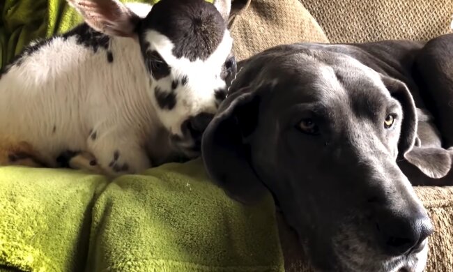 Beste Freunde. Quelle: Youtube Screenshot