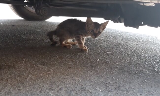 Kätzchen. Quelle: Screenshot YouTube