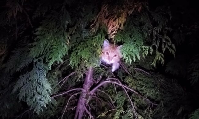 Unglaubliche Anstrengung, um das Leben zu retten. Quelle: Screenshot YouTube