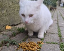 Unersetzliche Hilfe für obdachlose Tiere. Quelle: Screenshot YouTube