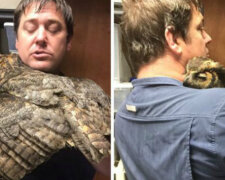 owl-cant-stop-hugging-the-man-who-saved-her-after-car-accident-650×325