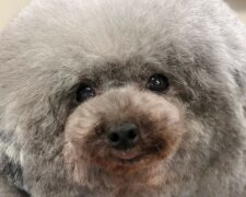 „Wir wollten nur sein Fell scheren lassen“: Der Hundefriseur machte aus einem Hund ein Schaf