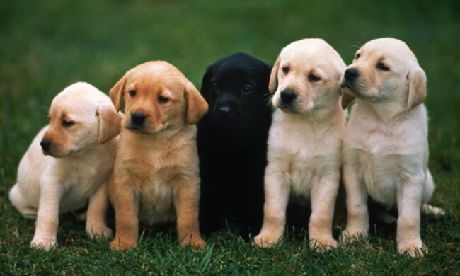 Charmante Schützlingen. Quelle: Screenshot YouTube