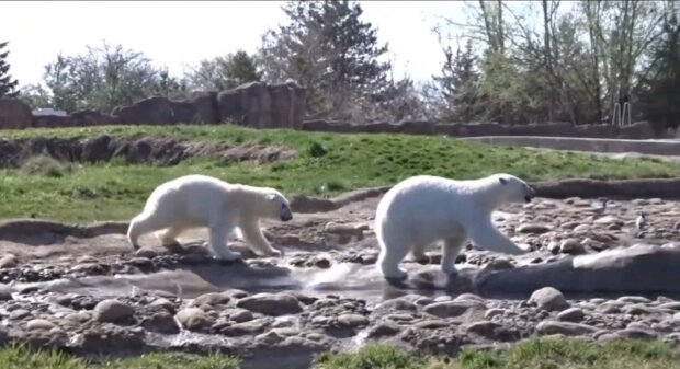 Eisbärenschwestern Astra und Laerke. Quelle: Screenshot Youtube