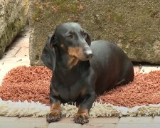 Tierärzte wollten den zweijährigen Dackel betäuben, weil seine Hinterbeine versagt hatten, aber der Dackel kämpfte um sein Leben