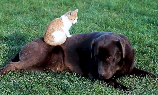 Kätzchen und Hund. Quelle: Screenshot Youtube