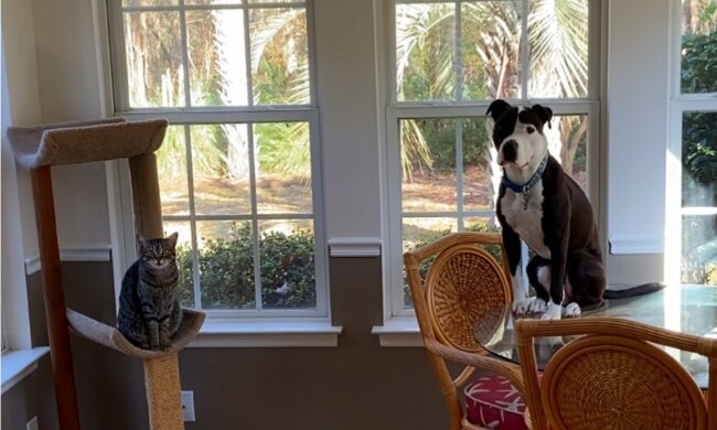 Hund lebte lange Zeit im Tierheim und hält sich nun für eine Katze: Die neuen Besitzer sind ratlos