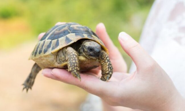 Wie eine schnelle Schildkröte einen Hund verfolgt und gewonnen hat