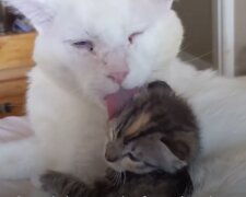 Rührende Pflege für Kätzchen. Quelle: Screenshot YouTube