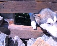 Ein Mann kletterte über Zaun, um einen Hund zu stehlen: Aber niemand beschuldigt ihn