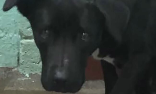 Hund. Quelle: Screenshot YouTube