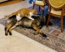 Fürsorge : wie die kleine Katze ihren Hund Freund massiert