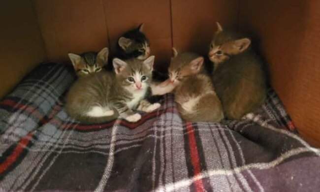 Wie eine streunende Katze ihre Kätzchen der Frau zeigte, die sie fütterte