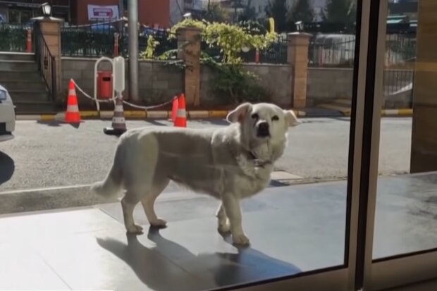 Hund Boncuk wartet vor der Tür des Krankenhauses. Quelle: Screenshot Youtube