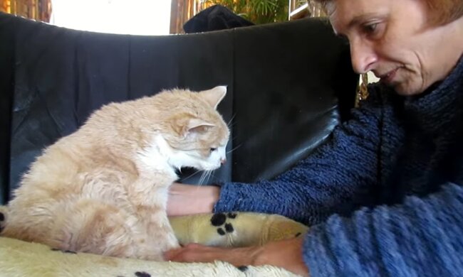 Alte Katze ist wiede daheim. Quelle: Youtube Screenshot