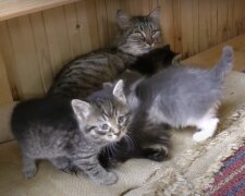 Katze und Kätzchen. Quelle: Screenshot YouTube