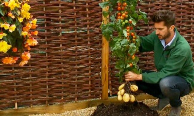 Pomate: Wenn Kartoffeln und Tomaten an derselben Pflanze wachsen