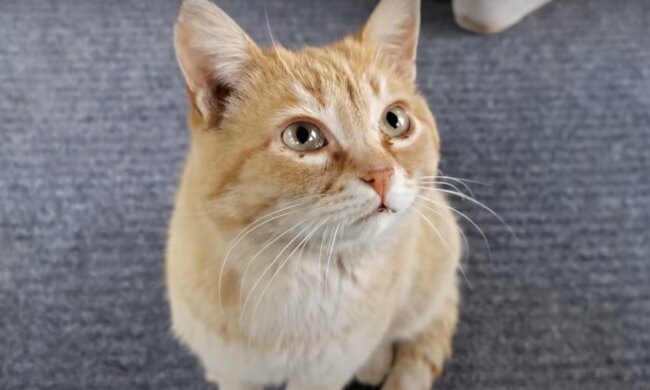 Rote Katze. Quelle: Screenshot YouTube