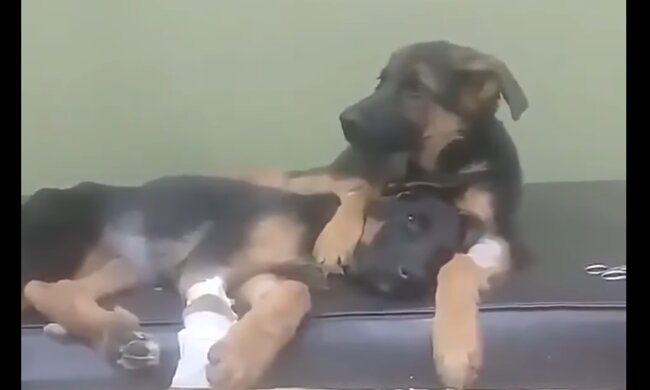 Hund unterstützt seinen Bruder in einer Tierklinik. Quelle: Screenshot Youtube