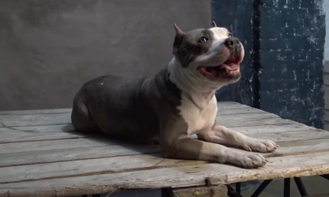 Leute sahen hungrigen Welpen und begannen, ihn zu füttern: Dann lasen sie die Inschrift auf dem Halsband und merkten, dass sie betrogen worden waren