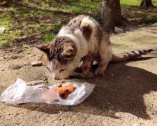 "Ich glaube nicht, dass mich jemals wieder jemand lieben wird": dachte eine 12-jährige Streunerkatze traurig, nachdem sie sich ohne Familie wiederfand