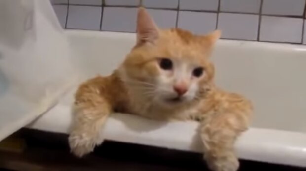 Die Katze im Badezimmer. Quelle: Screenshot YouTube