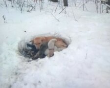 Wahre Mama: Der Hund erstarrte im Schnee, ließ aber seine Welpen nicht zurück und wärmte sie mit seiner Hitze
