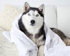 Ein erwachsener Husky versuchte im Waschbecken zu baden und vergaß, dass er kein Welpe mehr ist