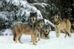 Eine schwangere Frau, die dank ungewöhnlicher Helfer in einen Schneesturm geraten war, brachte im Wald ein Kind zur Welt