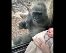 Gorilla und Kind. Quelle: Screenshot YouTube