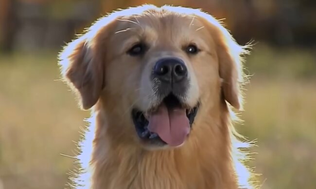 Golden Retriever. Quelle: Screenshot Youtube