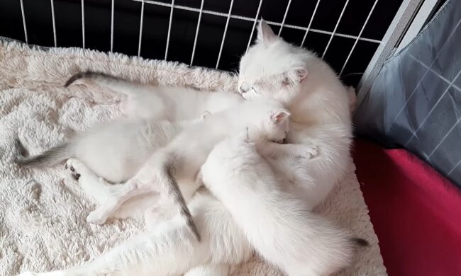 Wie die Aufnahme einer schnurrenden Katzenmutter half, ein streunendes Kätzchen zu retten