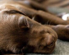 Der Hund ist eingeschlafen. Quelle: www. pets.сom