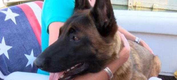 Mehr als Treue: der Hund schwamm sechs Meilen und lief 12 km, um wieder mit seiner Familie vereint zu sein