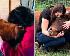 Neue "Therapie": freundliche Umarmungen mit Kühen