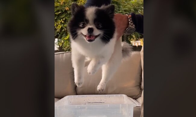 Süßes Hündchen. Quelle: YouTube Screenshot