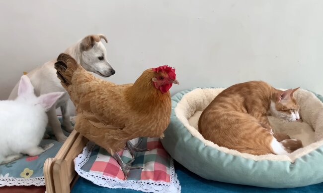 Katzenmutter bringt 10 Babys zur Welt: Hund, Henne und Kaninchen helfen liebevoll mit