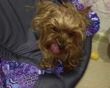 Yorkshire-Terrier. Quelle: Screenshot YouTube