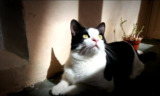 Der schwarz-weiße Kater. Quelle: Screenshot YouTube