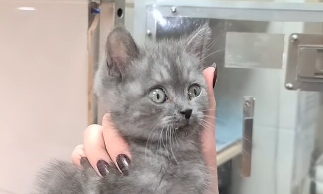 Kätzchen. Quelle: Screenshot Youtube