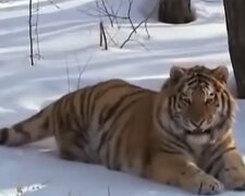 Mann konnte nicht aus dem Haus: Die Tür wurde von einer Tigerin versperrt, die Hilfe brauchte